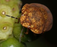 Steganocerus multipunctatus