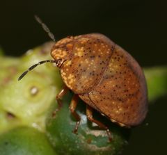 Steganocerus multipunctatus