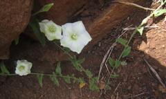 Convolvulus natalensis