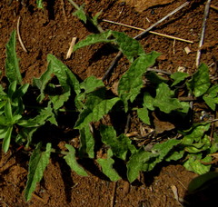Convolvulus natalensis