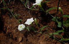 Convolvulus natalensis