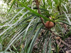 Pandanaceae