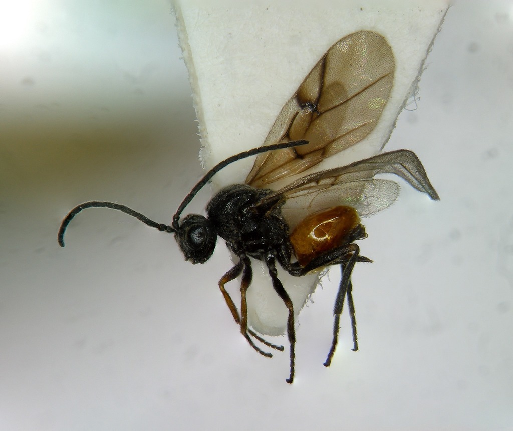 Spiked Pea Gall Wasp