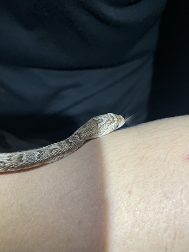 Sonoran Lyre Snake
