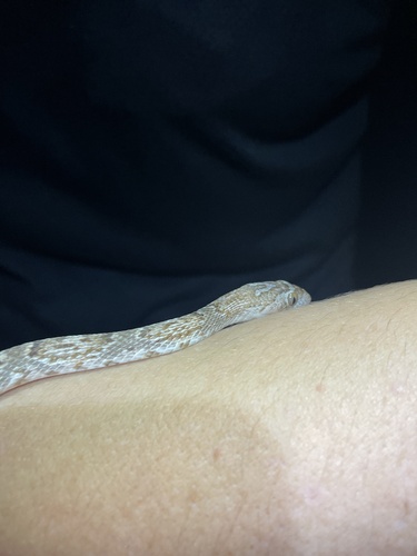 Sonoran Lyre Snake