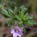 Geranium solanderi - Photo (c) Bill Higham, μερικά δικαιώματα διατηρούνται (CC BY-NC-ND)