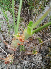 Pelargonium multiradiatum