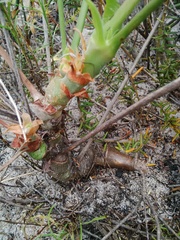 Pelargonium multiradiatum