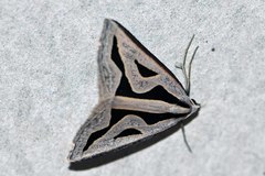 Dichromodes personalis