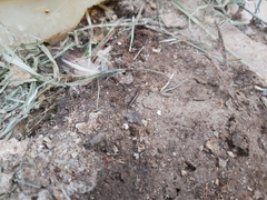 Alphitobius diaperinus