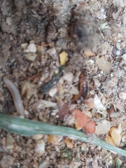 Alphitobius diaperinus