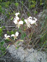 Pelargonium longicaule