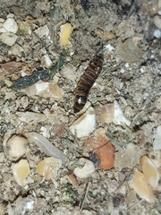 Alphitobius diaperinus