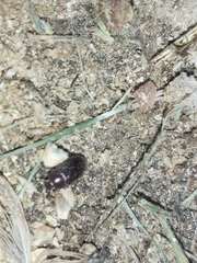 Alphitobius diaperinus