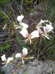 Pelargonium longicaule