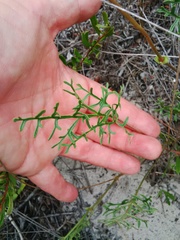 Pelargonium longicaule