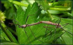 Gynoplistia pedestris