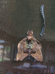 Hypaedalea lobipennis