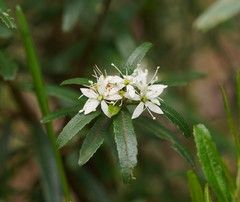 Leionema bilobum