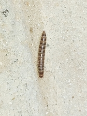 Alphitobius diaperinus