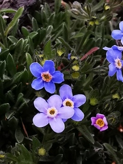 Eritrichium sericeum