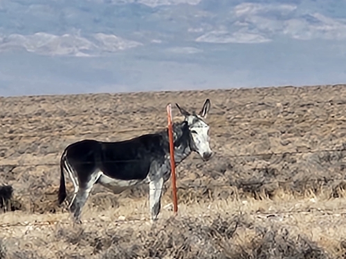 Miniature Donkey