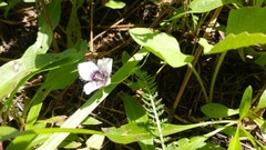Calochortus elegans elegans