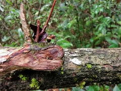 Polyrhachis bihamata