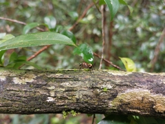Polyrhachis bihamata