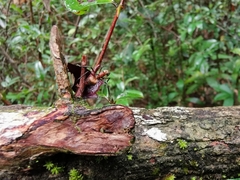 Polyrhachis bihamata