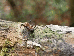 Polyrhachis bihamata