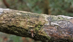 Polyrhachis bihamata