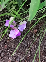 Lathyrus palustris pilosus