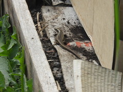 Oligosoma inconspicuum