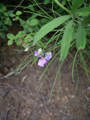Lathyrus palustris pilosus