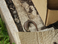 Oligosoma inconspicuum