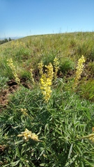 Lupinus sulphureus