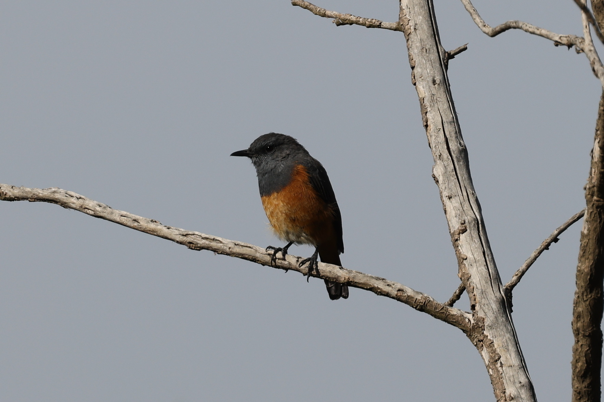 Little Rock Thrush (Monticola rufocinereus), photo 2