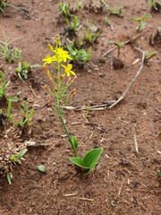 Eriospermum mackenii