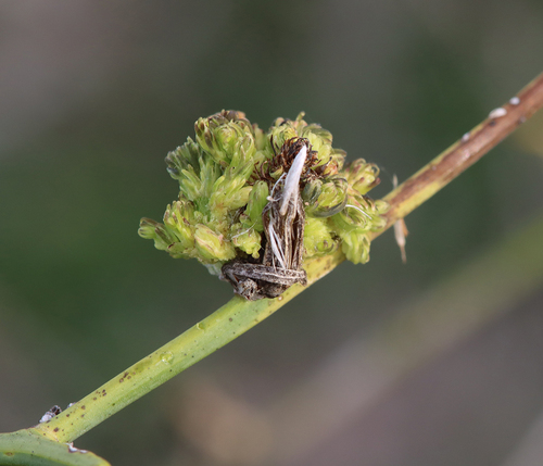 skeletonweed gall mite