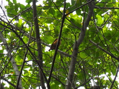 Muscicapa ferruginea
