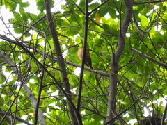 Muscicapa ferruginea
