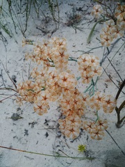 Limonium longifolium