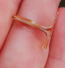 Limonium longifolium