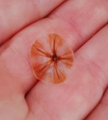 Limonium longifolium