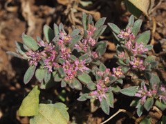Aizoon sarcophyllum