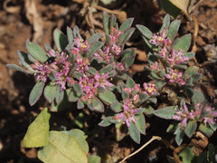 Aizoon sarcophyllum
