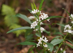 Philotheca myoporoides