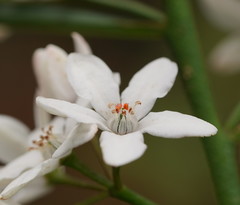 Philotheca myoporoides