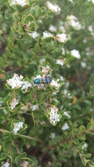 Castiarina flavopicta